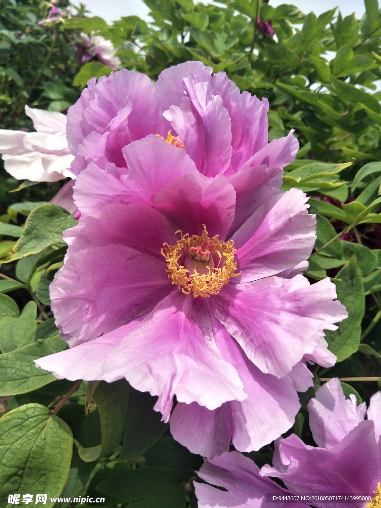 牡丹花