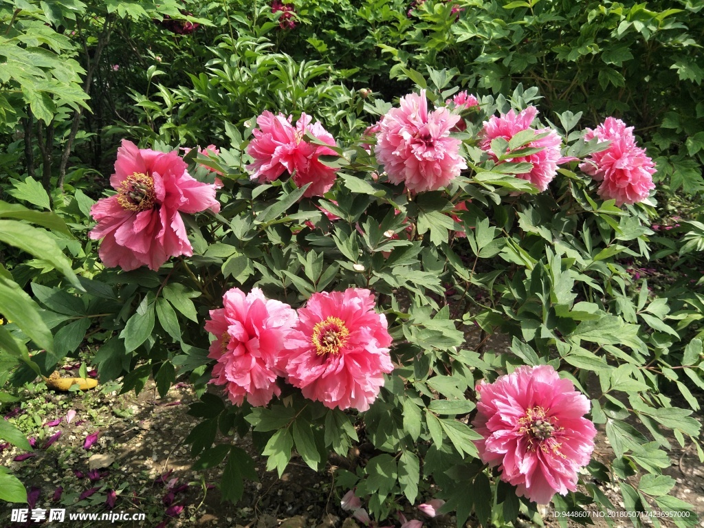 牡丹花