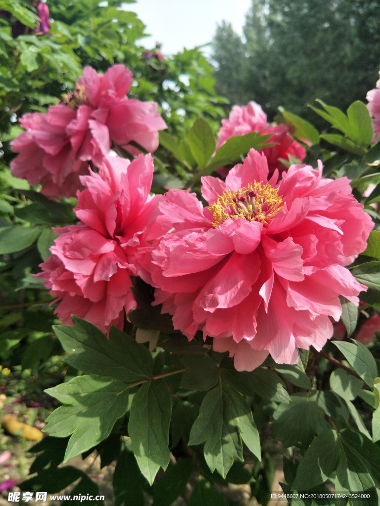 牡丹花