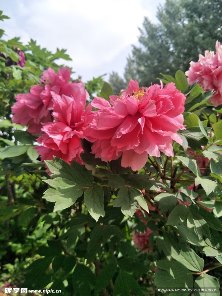 牡丹花