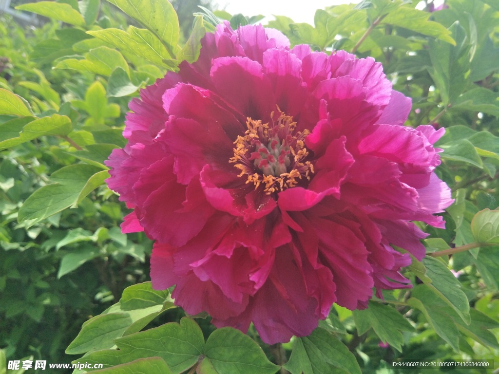 牡丹花