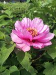 牡丹花