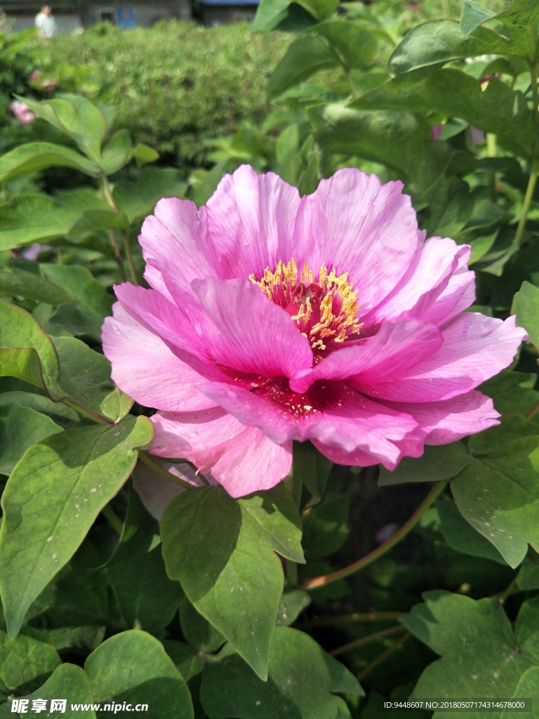 牡丹花