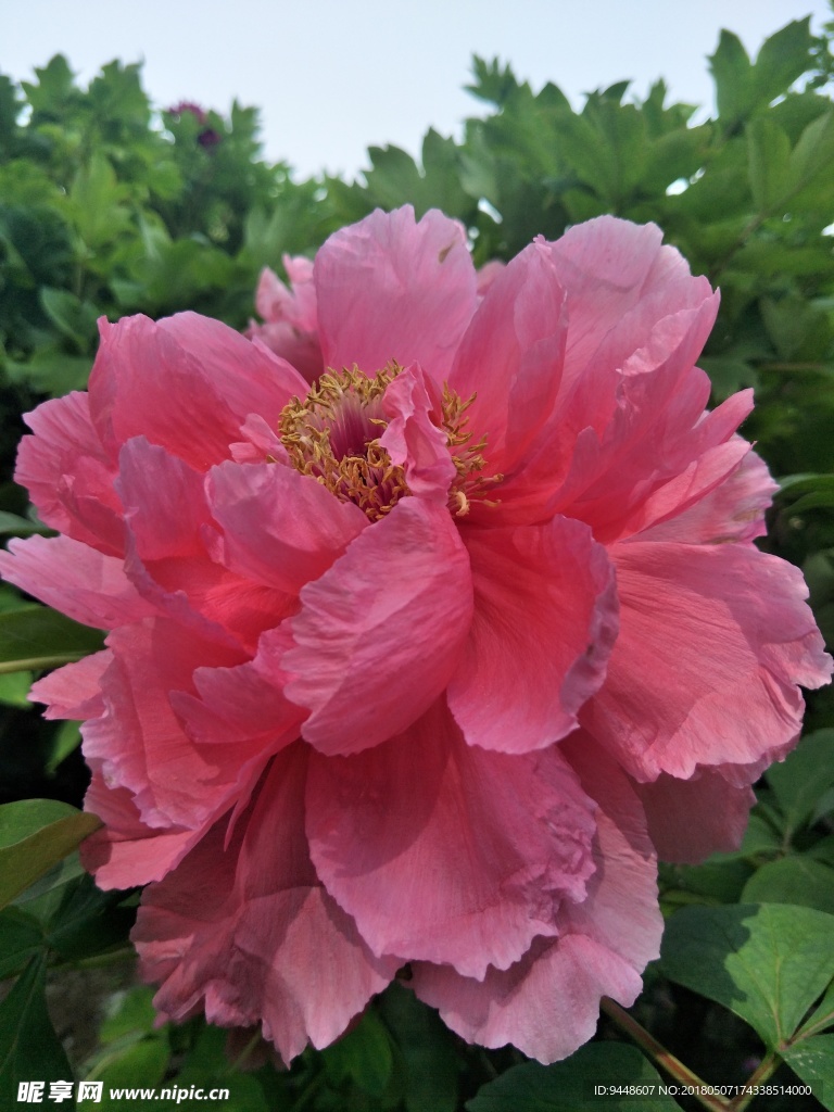 牡丹花
