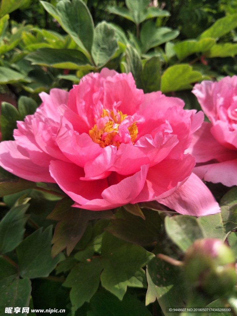 牡丹花