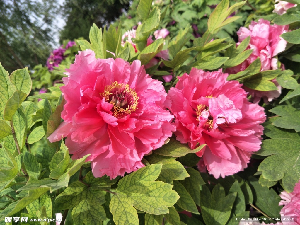 牡丹花