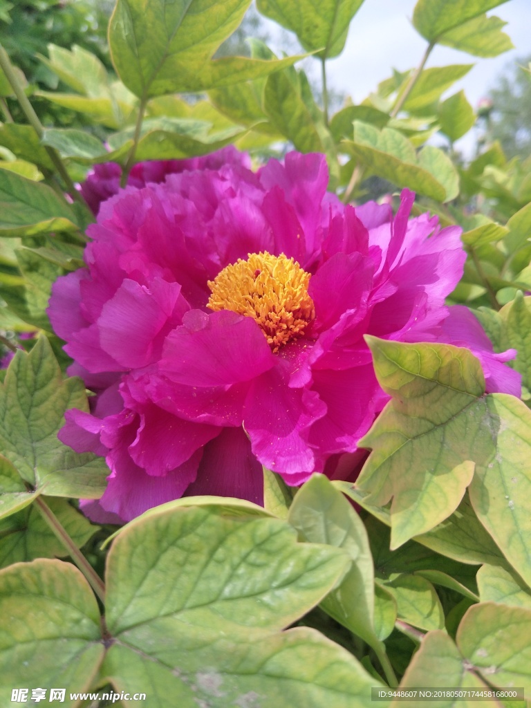 牡丹花