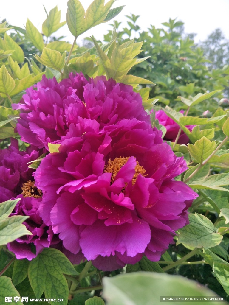 牡丹花