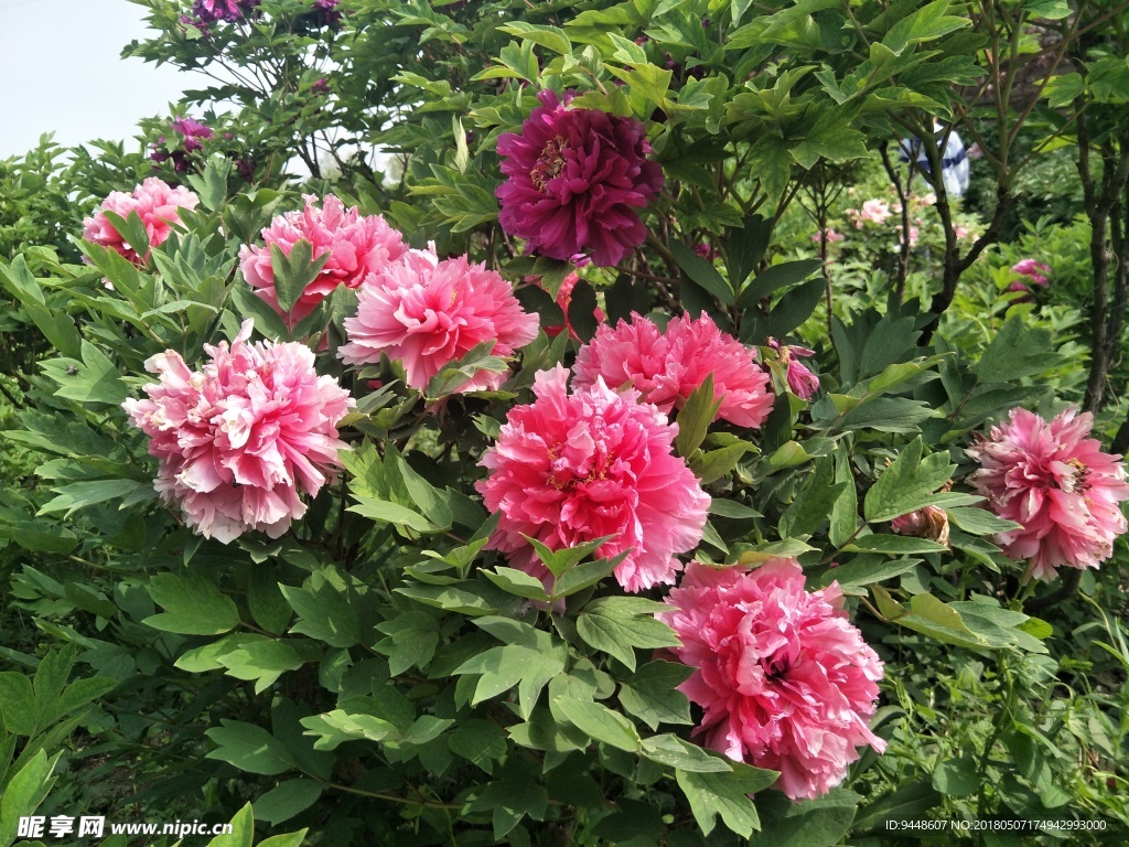 牡丹花