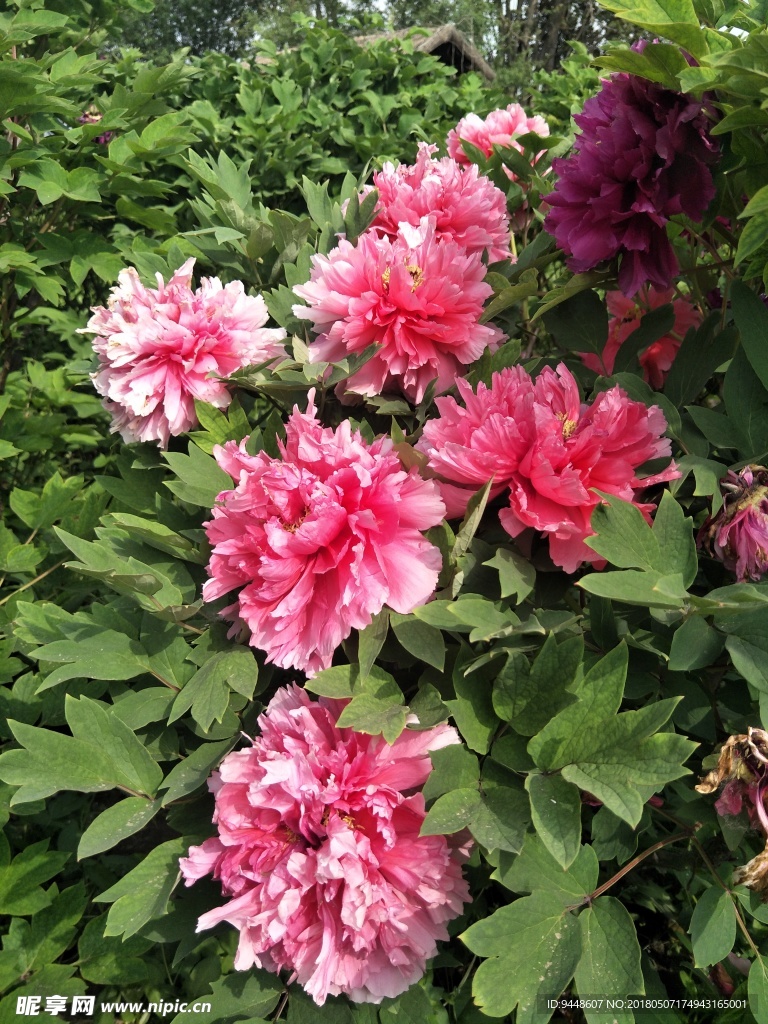 牡丹花