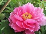 牡丹花