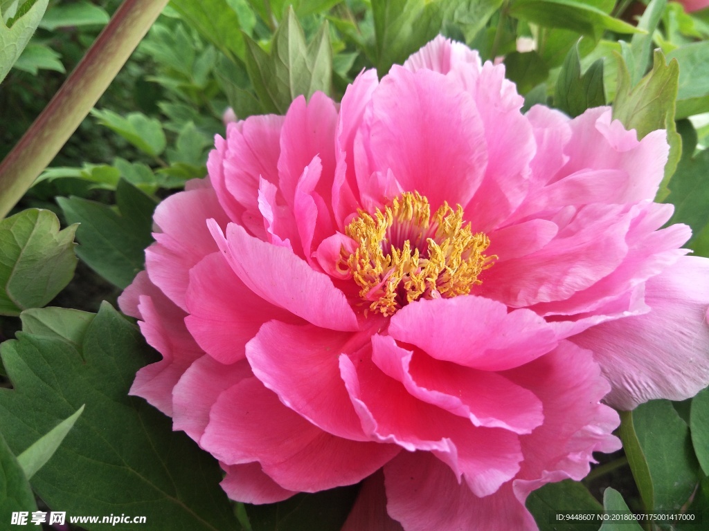 牡丹花
