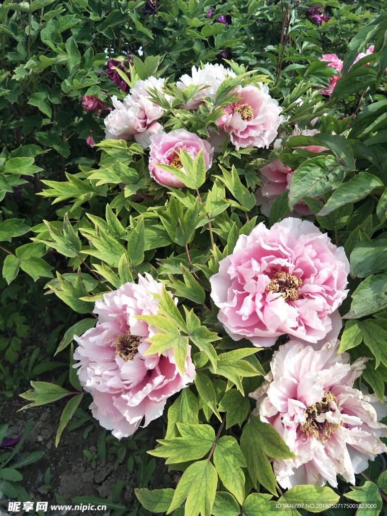牡丹花