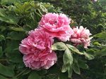牡丹花