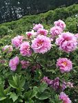 牡丹花