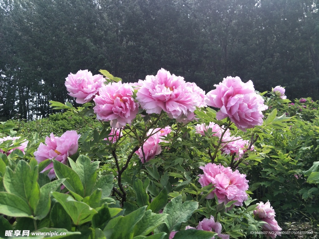 牡丹花