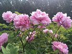 牡丹花