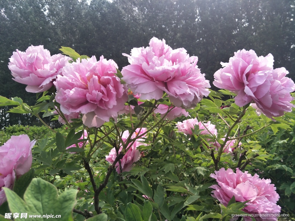 牡丹花