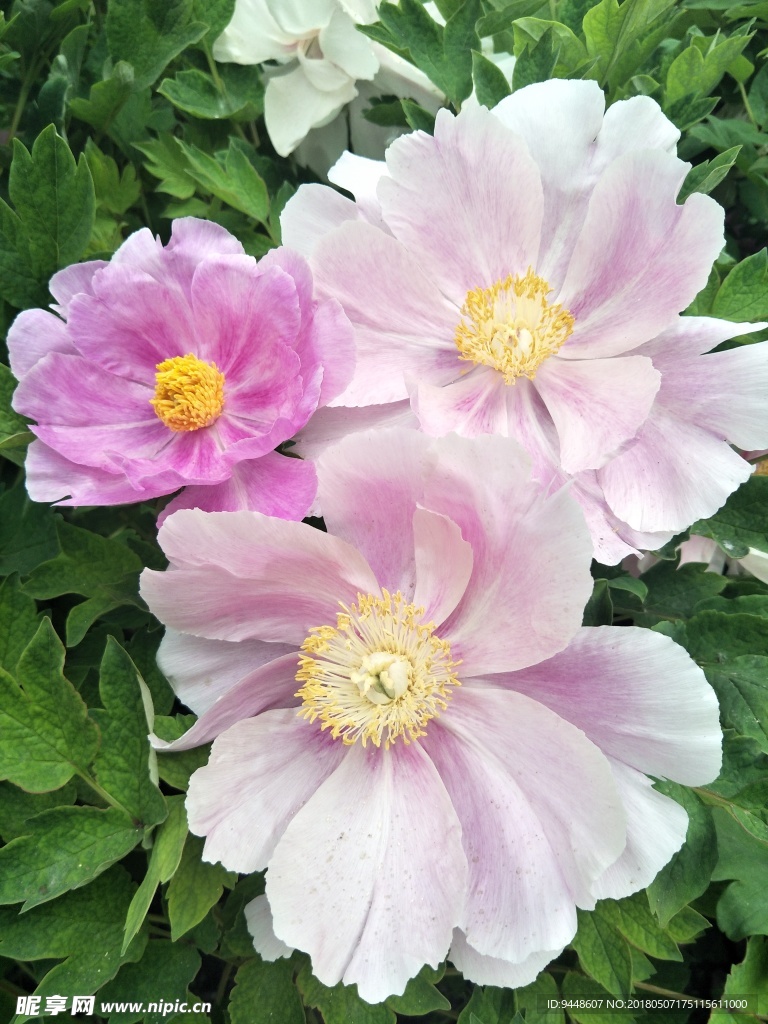 牡丹花