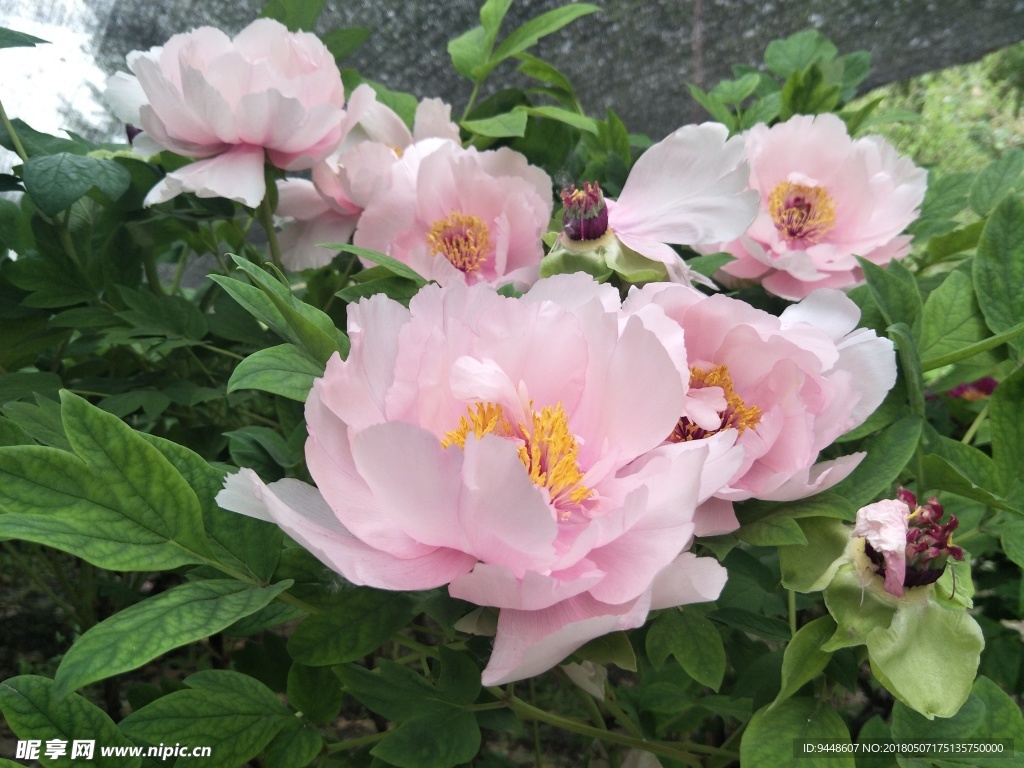 牡丹花