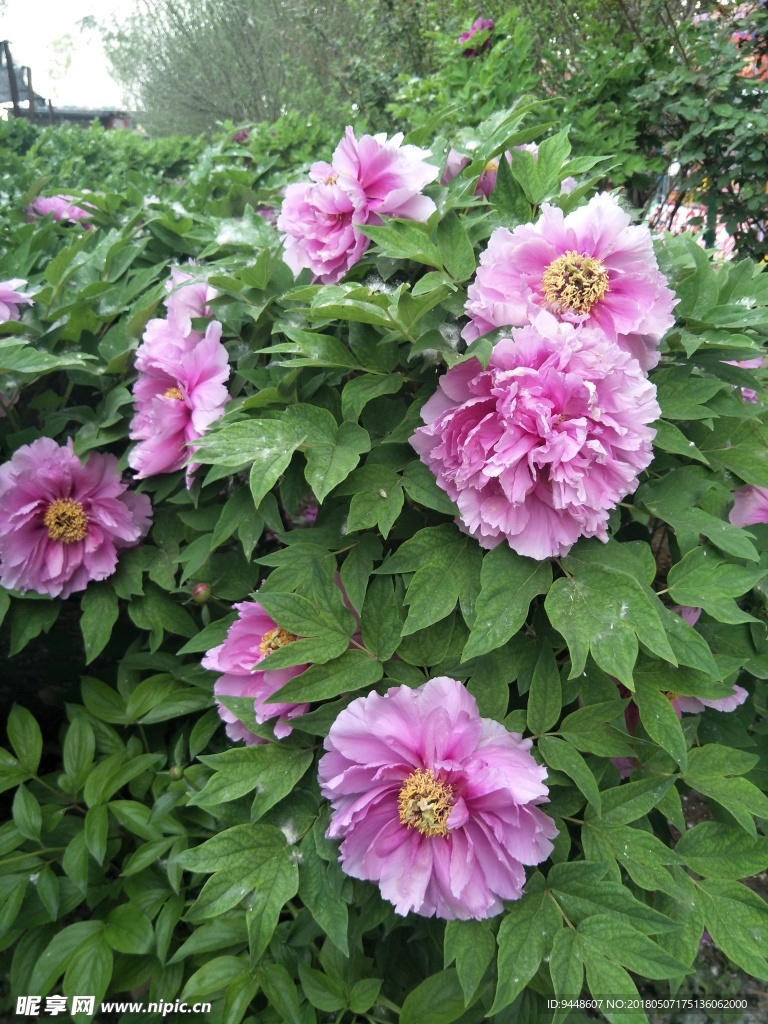 牡丹花