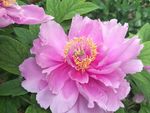 牡丹花