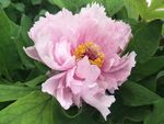 牡丹花