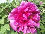 牡丹花