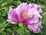 牡丹花