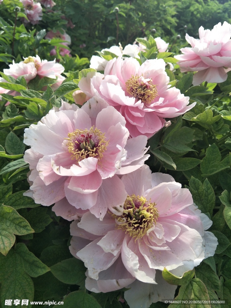 牡丹花