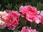 牡丹花