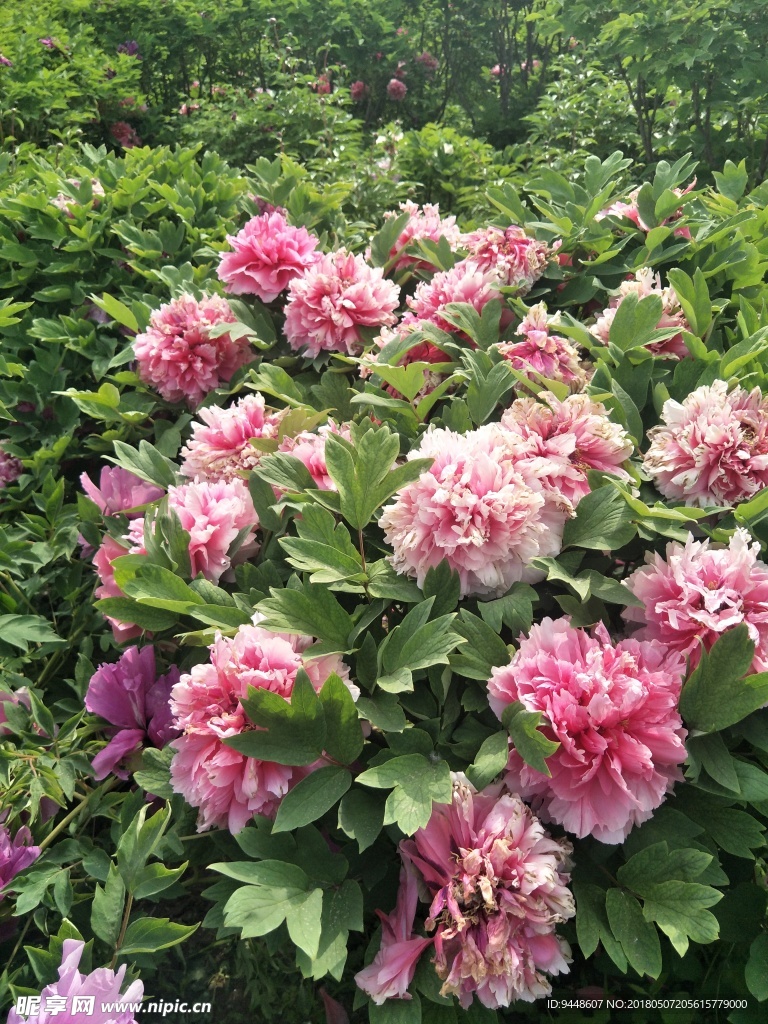 牡丹花