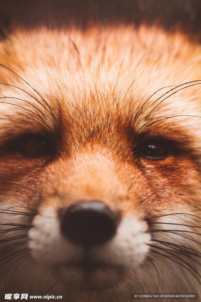 狐狸