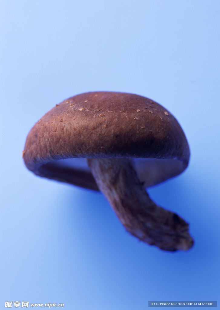 香菇
