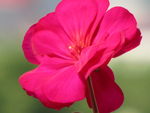 鲜花