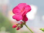 鲜花摄影