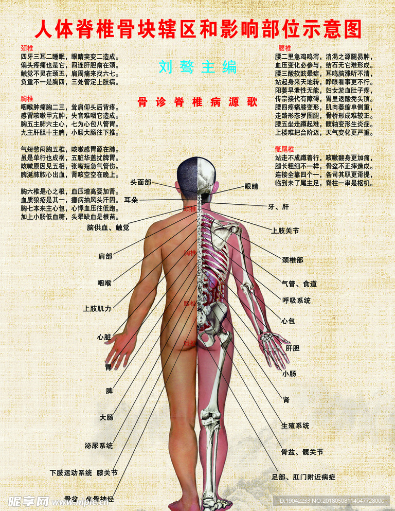 脊椎管辖区示意图