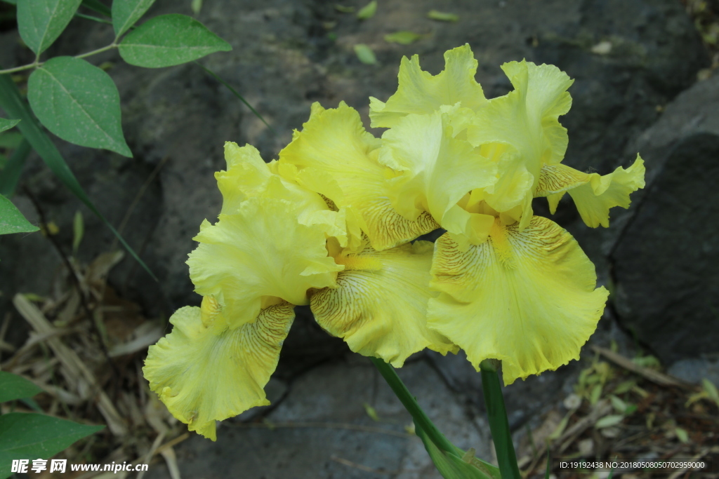 鸢尾花