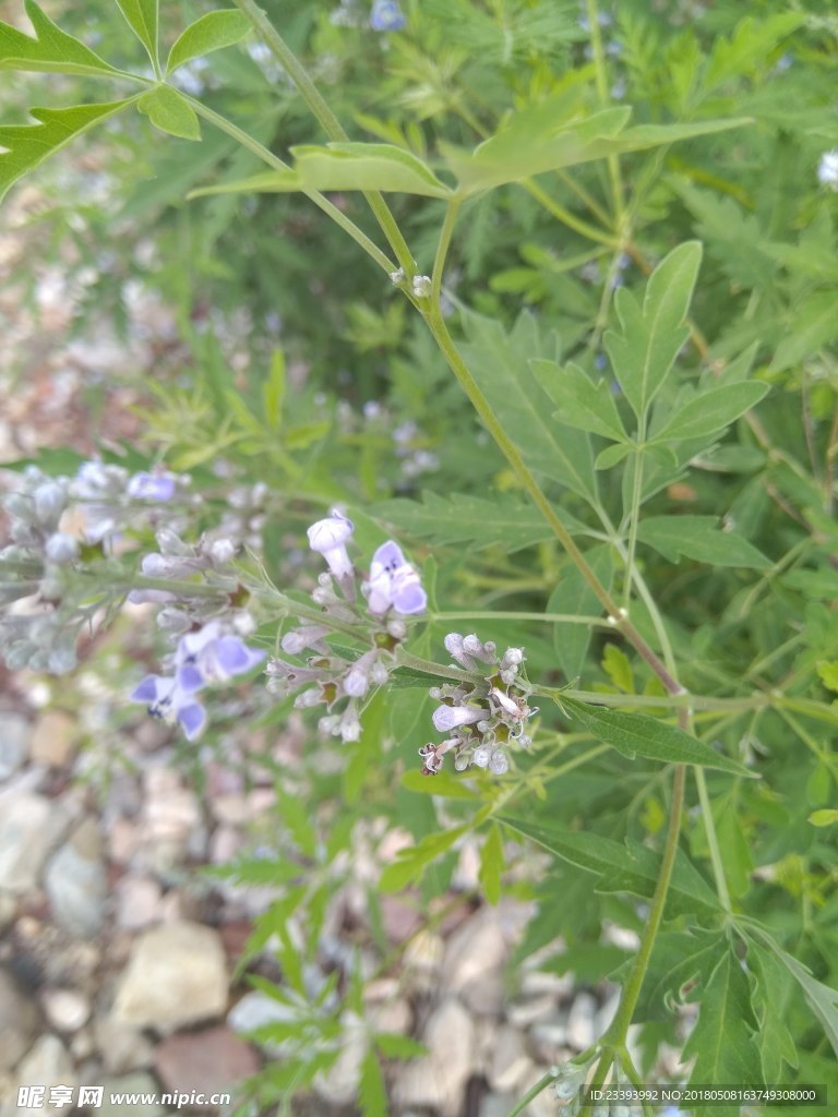 野花野草