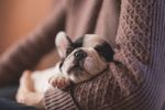 狗狗 小狗 犬类 宠物狗