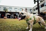 狗狗 小狗 犬类 宠物狗