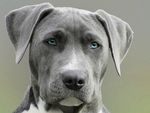 狗狗 小狗 犬类 宠物狗