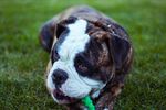 狗狗 小狗 犬类 宠物狗