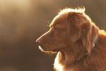 狗狗 小狗 犬类 宠物狗