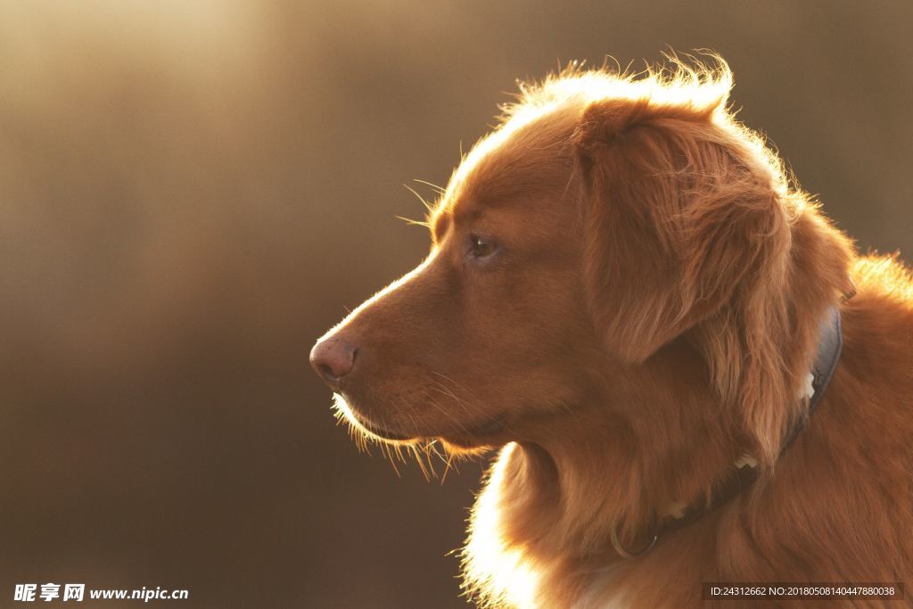 狗狗 小狗 犬类 宠物狗