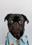 狗狗 小狗 犬类 宠物狗