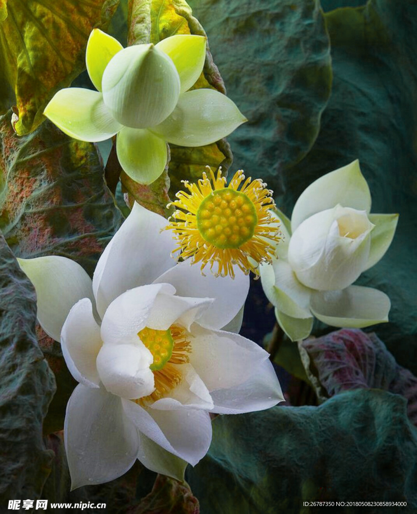 荷花
