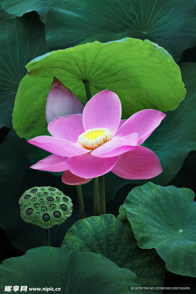 荷花