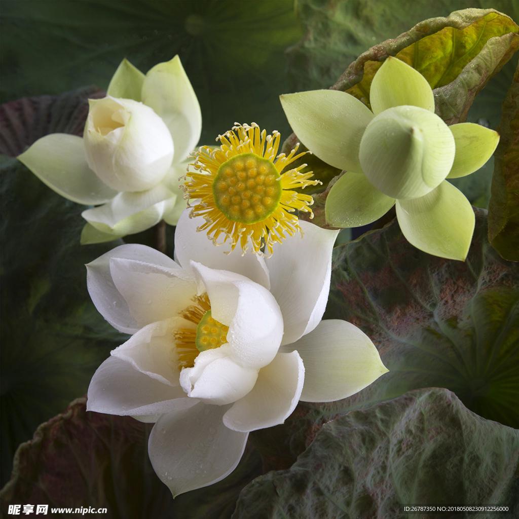 荷花