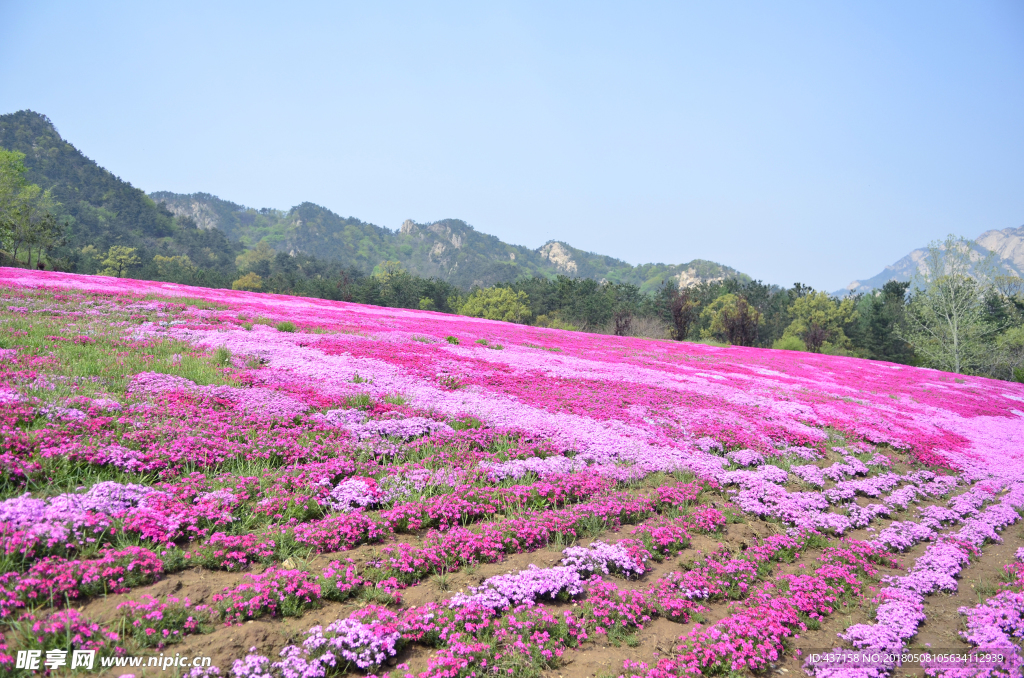 花海